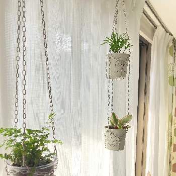 テーブルヤシ,ペペロミ・クルシフォリア ジュエリー,アジアンタム,猫と緑のある暮らし,吊るす植物の画像