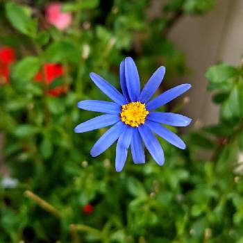 かわいいお花の画像 by メープルミルクさん | 玄関とフェリシアとブルーデイジーと青い花と花のある暮らしと今日のお花とかわいいお花