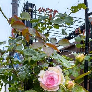薔薇 ピエール ド ロンサールの画像 by Jun.cyさん | 小さな庭と世界平和とウクライナに平和をとばら バラ 薔薇とSunfIowerFromJapanと薔薇 ピエール ド ロンサールと戦争反対と5月と平和を願う☆