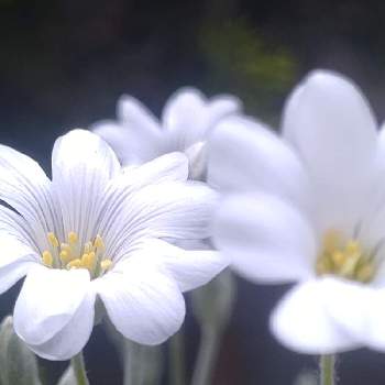 庭パトの画像 by *hiro*さん | セラスチウムと庭パトと可愛い花と癒しの植物と花のある暮らしと白チーム✨