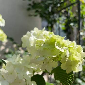 花に惹かれて癒されるの画像 by ユーリさん | バルコニー/ベランダとオオデマリとG,Sの皆さんに感謝と植物のある暮らしと植物が好き♡と花に惹かれて癒されると花に癒される日々と白い花♡
