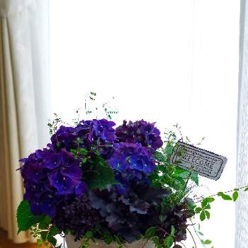 ヒューケラドルチェ　ブラックジェイドの画像 by chipさん | 小さな庭とアジサイと紫陽花と紫バジルとヒューケラとヒューケラドルチェ　ブラックジェイドと寄せ植えと一眼レフとお花のある暮らしとお花のある生活とpentaxk70