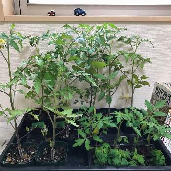 トマト,家庭菜園,種まきから育てる,苗　完成の画像