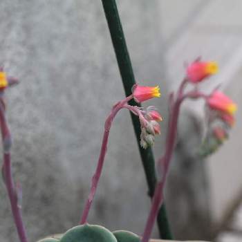 お庭の植物の画像 by ゆーちゃんさん | エケベリア 七福神とお庭の植物と千葉県
