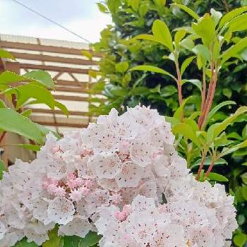ご近所のお庭の画像 by フーテンの寅さん | お出かけ先と白い花と散歩中とピンクのお花とご近所のお庭