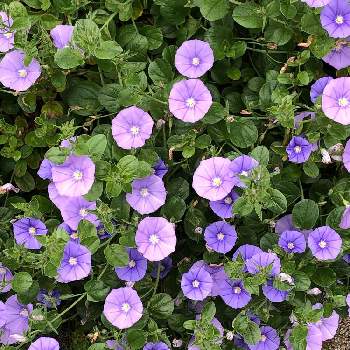 コンボルブルス・サバティウスの画像 by あんぱんさん | お出かけ先とコンボルブルス・サバティウスとお散歩中に♪と青い花とパープル系のお花とよそさまのお庭とかわいい花と道端で♪
