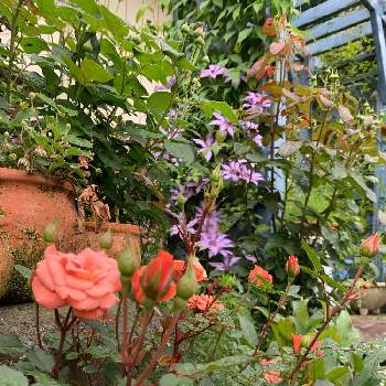 私の庭の画像 by つゆみさん | クレマチスとミニバラ  ティディベアとおうち園芸と薔薇暮らしと癒されてと花いろいろと私の庭と花のある暮らしと地植えとばらに魅せられて