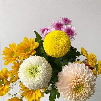スーパーマーケットの花の画像 by メルシーフラワーさん | ピンポンマムと花のある空間とスーパーマーケットの花と癒しとスーパーの切花とハナカジとメルシーフラワーと花のある暮らしとこころを花にかえて
