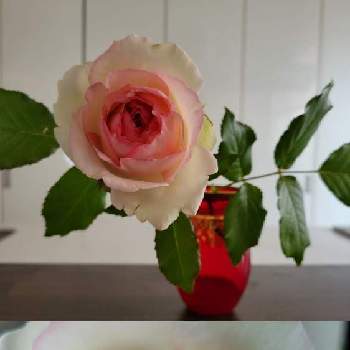 バラ・ピエールドゥロンサールの画像 by ココンさん | キッチンとピンクの花とバラ・ピエールドゥロンサールと花壇と季節の花とガーデニングと花のある暮らしとローズガーデンと薔薇♪