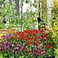 ビオラ,園芸,植物のある暮らし,ビオラ・パンジー,花のある風景の画像