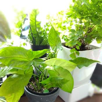 シンゴニウム,観葉植物,グリーンのある暮らし,植物のある暮らし,お家の植物の画像