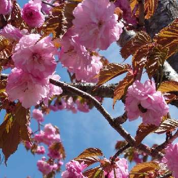 好き✿の画像 by みゆさん | お出かけ先とさくら✿と好き✿と可愛い✿と❤️M.family❤️とありがとうと桜(さくら)リレーと❤️桜リレー♬と花いろいろと花のある暮らしと素敵✿