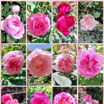 ピンク色のバラの画像 by ユミティさん | お出かけ先と薔薇とピンク色のバラとピンクの薔薇と薔薇・バラ・ばらとピンクの花と公園の薔薇と可愛いお花とピンク色の花と薔薇♪