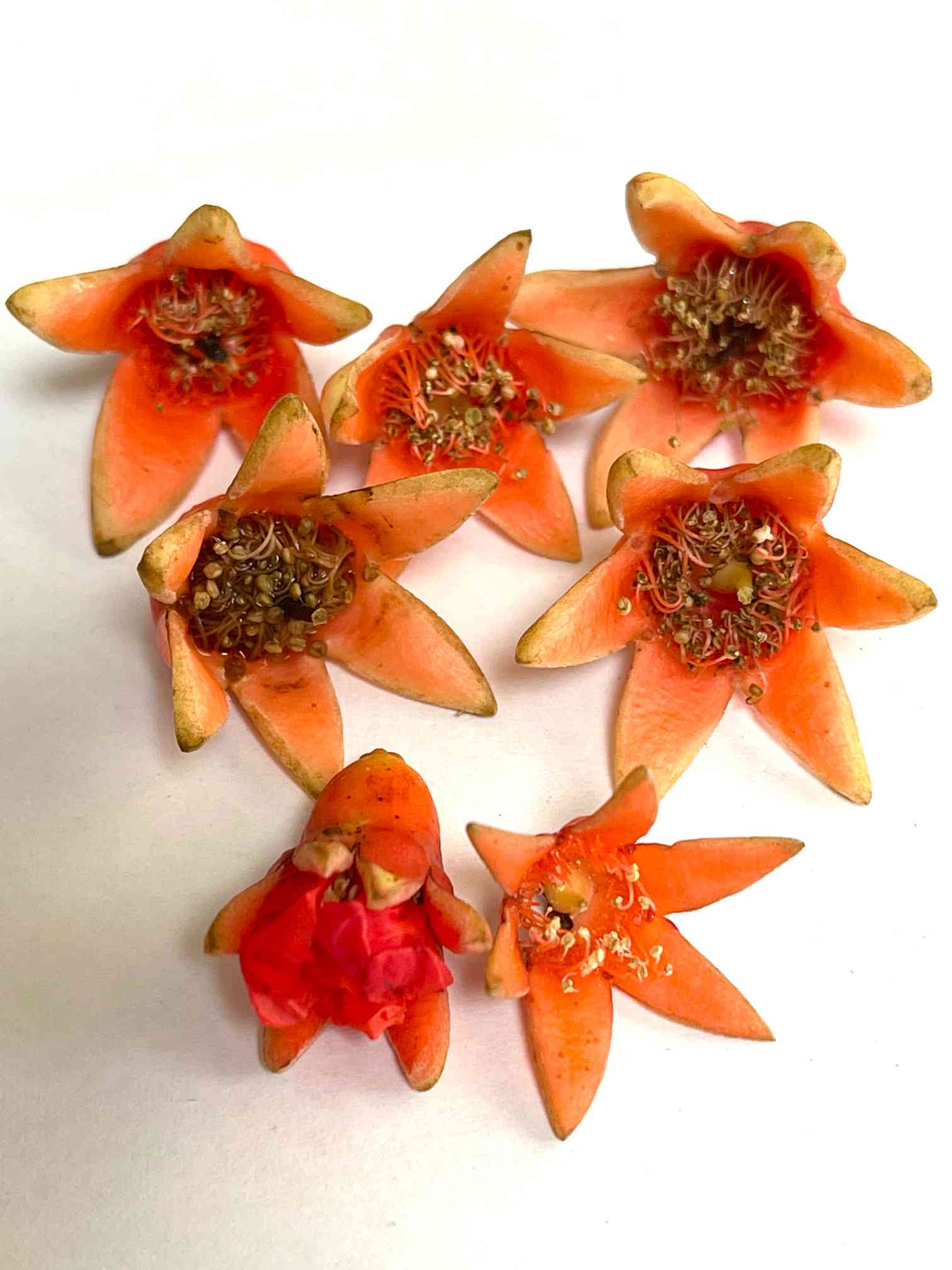 珍しい 花柘榴 珍しい 花柘榴