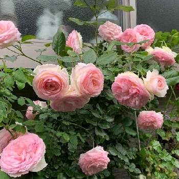 バラのある生活の画像 by ba –baraさん | 窓辺とピエールドゥロンサールとつるバラのある庭と庭のバラとバラの記録と返り咲きとバラのある暮らしとつるバラとバラのある生活とバラの季節と微香とバラが好きとばら 薔薇 バラと花が好きとバラを楽しむ
