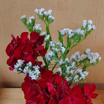 スターチス♪の画像 by マイフラワーさん | 部屋とさし芽とゼラニウム♡とミックス種と可愛いお花♡と白いお花とガラスの花瓶と赤いお花❤️とスターチス♪