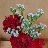 さし芽,ゼラニウム♡,ミックス種,可愛いお花♡,白いお花の画像