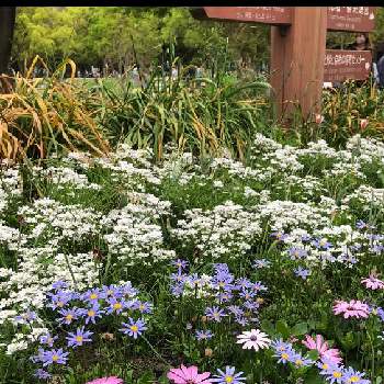 長居植物園の画像 by コロコロロさん | イベリスとブルーデイジーと今日のお花と長居植物園