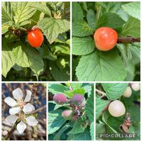 ユスラウメ,庄下川　遊歩道,黄橙色の夢,樹々のささやきの画像