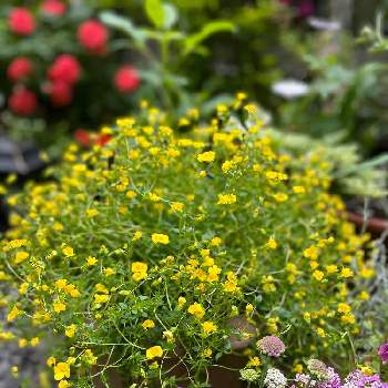 小さな庭❀の画像 by まーぶるさん | 小さな庭とメカルドニアゴールドダストと黄色の花とガーデニングとメカルドニアゴールドダスト♪と花のある暮らしと小さな庭❀