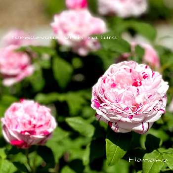 荒牧バラ園の画像 by ハナコさん | お出かけ先と薔薇　バリエガータ・ディ・ボローニャとバラ♪と荒牧バラ園