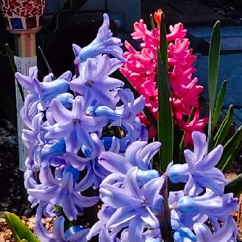 北海道からの画像 by tottokoさん | 広い庭とヒヤシンスとピンク！ピンク！ピンク！とピンクの花と青い花とその葉を写そう！2022と青い花とはるのお花♡♬と北海道からとチーム・ブルーNo.128と青い花大好き❤と花のある暮らしと青い花マニアとチーム・ブルーとあかい花