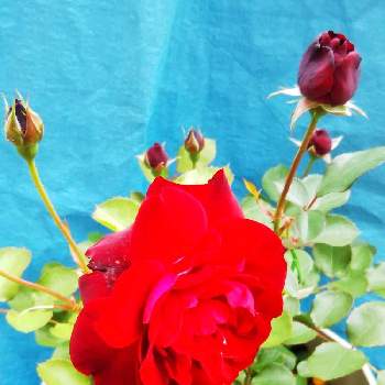癒し…の画像 by sumiko87さん | 小さな庭とバラ　リリー・マルレーンと癒し…と素敵な色味と皆様に感謝と鉢植えと毎月１６日は色の日
