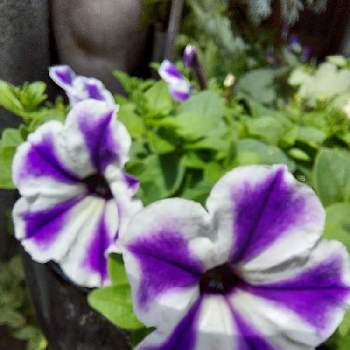 成長中の画像 by けるみんさん | 小さな庭と成長中と青紫色とおうち園芸