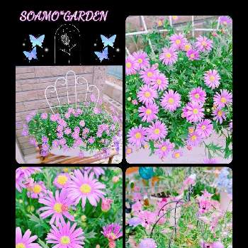 ハクサンの画像 by *HIRORIN*さん | 小さな庭とpwの花とPWとブラキカムブラスコとハクサンとHakusan