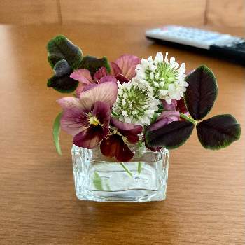 テーブル花の画像 by mayuさん | 部屋とビオラ・パンジーとテーブル花とおうち園芸