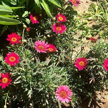 今日も元気での画像 by 花土葉さん | 小さな庭と赤い花とお庭の植物とマーガレット☆と今日も元気で
