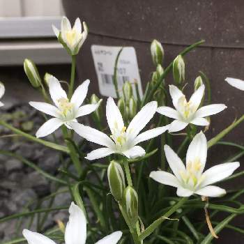 お天気よ続け～♡の画像 by スイートさん | 小さな庭とオオアマナと〜春〜ですね♪とオオアマナの花と明るい気持ちとお花大好き✨とお天気よ続け～♡と白色の花とGS2年目と可愛い♡