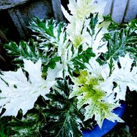 宿根草,アカンサス モリス・タスマニアエンジェル,観葉植物,白い花,ピンクの花の画像