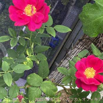 香る花の画像 by タマラさん | バルコニー/ベランダとロサ・ガリカ・オフィキナリスとピンクの花と香る花とバラ・ミニバラとローズヒップ*