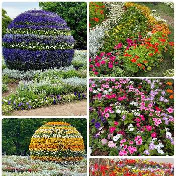 熊本市動植物園の画像 by AOAさん | お出かけ先とお花大好き♡とオレンジ色の花と大花壇と紫色の花と青い花と黄色の花と赤い花とキレイだな♡とピンク色の花と白い花とかわいいな♡と熊本市動植物園