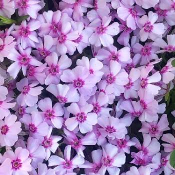 今日も元気での画像 by 花土葉さん | お出かけ先とピンクの花と春の訪れと今日も元気でと 芝桜