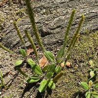 コシアブラの育て方 苗の植え付けや種まきの時期は 栽培はむずかしい Greensnap グリーンスナップ