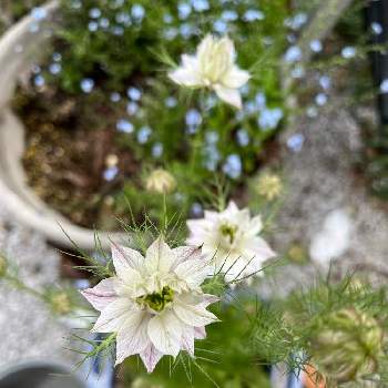 綺麗な花の画像 by ユミさん | 広い庭とニゲラ（クロタネソウ）と自宅にてと零れ種からと綺麗な花と鉢植えと君も花が好きなのかと花のある暮らしと綺麗な色