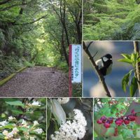 シダ,ナツハゼ,ツクバネウツギ,オオカナメモチ,野鳥の画像