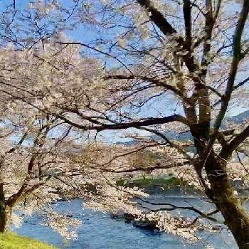 和の花の画像 by Kay_Tama-gsk さん | お出かけ先と春のお花と満開♪と河川敷と岐阜県と長良川と和の花