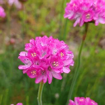 アルメリア,ピンク組♪,春色ピンク,広い庭の画像