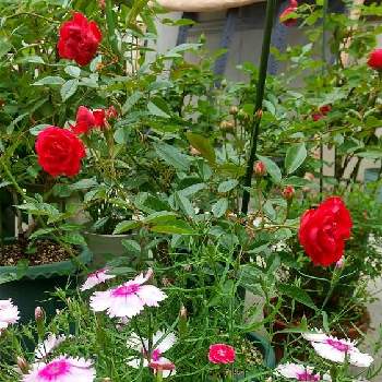 職場の花の画像 by コッコさん | 小さな庭と職場の花と撫子♪とお花のある暮らしと真っ赤な火曜日とばら❤