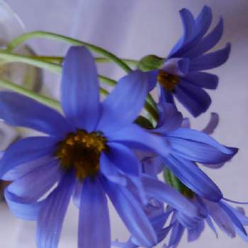 紫のお花の画像 by かすみそうさん | 小さな庭とフェリシア（ブルーデイジー）とチーム・ブルーNo.120と青い花とその葉を写そう！2022とおうち園芸と可愛い〜♡と青い花マニアとチーム・ブルーといやし♪と紫のお花