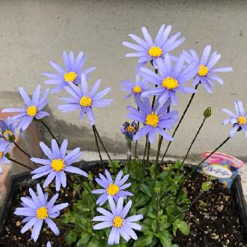 ブルーデイジー,フェリシア,青い花,スマホ撮影,可愛い花の画像