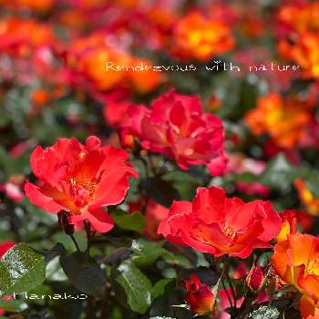 荒牧バラ園の画像 by ハナコさん | お出かけ先と薔薇　プリンセスミチコとバラ♪と荒牧バラ園
