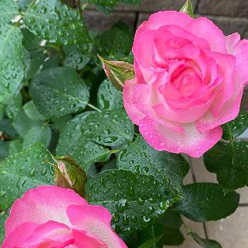 ピンクピンクの画像 by michi!さん | 小さな庭と薔薇ストロベリーアイスとあま〜い名前と薔薇の花と共にとミッチの会と小さな庭からと花のある暮らしとピンクピンク
