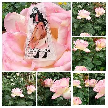 ピンクのバラ♡の画像 by ❀La’❁❀さん | 小さな庭とプリンセスドゥモナコとバラと素敵✨✨✨とお散歩ちゃんキーホルダーとお気に入り♡とお散歩ちゃん♡とピンクのバラ♡とGS映えとおうち園芸とGSに感謝。といやし♡と大人のきせかえ人形と可愛い〜♡と月曜にはバラとガーデニングと癒し…♡と꒰ღ˘◡˘ற꒱かわゅ~と花のある暮らしと綺麗✨とバラ・ミニバラとお散歩は季節をまとってとバラを楽しむ