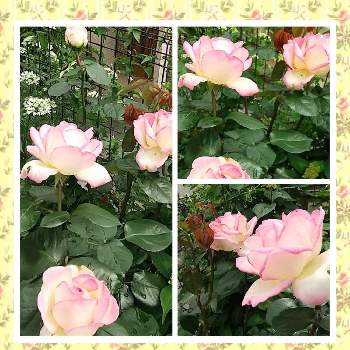 月曜にはバラの画像 by ❀La’❁❀さん | 小さな庭とバラとプリンセスドゥモナコと素敵✨✨✨と咲いてくれてありがとう❤と手作りの庭とお気に入り♡とピンクのバラ♡とGS映えと美しい♡とおうち園芸と花に魅せられてとプリンセス ドゥ モナコとGSに感謝。といやし♡と可愛い〜♡と月曜にはバラと癒し…♡と꒰ღ˘◡˘ற꒱かわゅ~と花のある暮らしと綺麗✨とバラ・ミニバラとバラを楽しむ