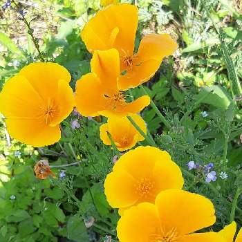 幸せの黄色いお花の画像 by ペケ子さん | お出かけ先とカリフォルニアポピーと幸せの黄色いお花と毎日Thank You❤と月曜日にビタミンカラーと明日はきっと良い日になると黄色いお花