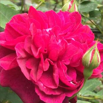 ローザンベリー多和田の画像 by サッチンさん | 赤い薔薇♡とばら バラ 薔薇と滋賀県と5月とローザンベリー多和田